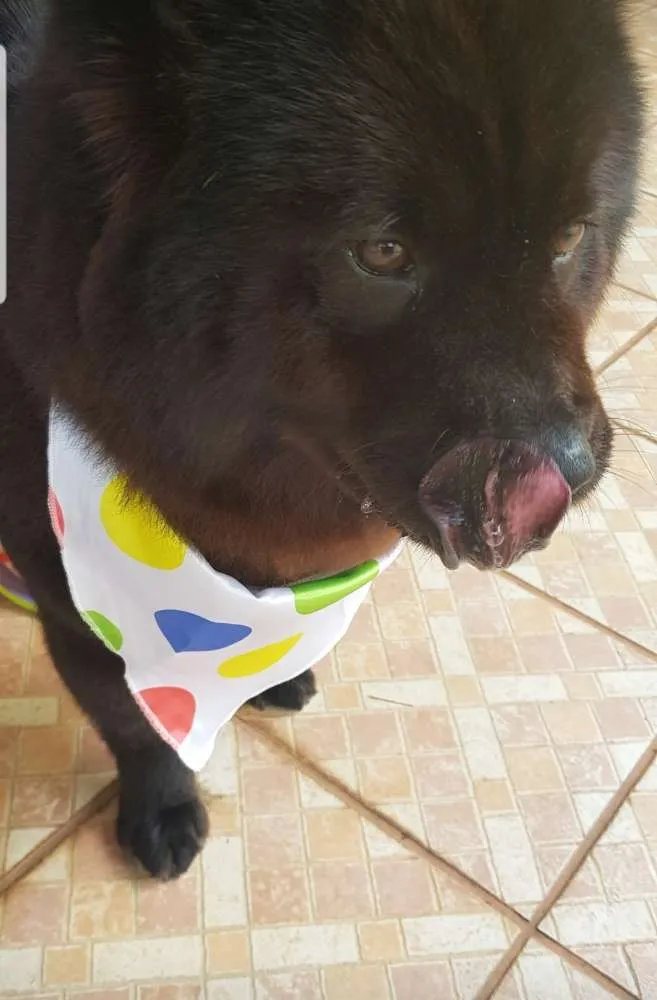 Cachorro ra a Chow Chow idade 5 anos nome Merida