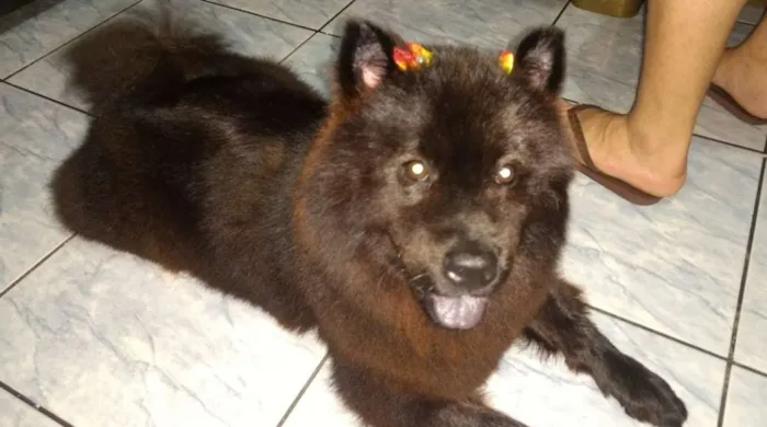 Cachorro ra a Chow Chow idade 5 anos nome Merida