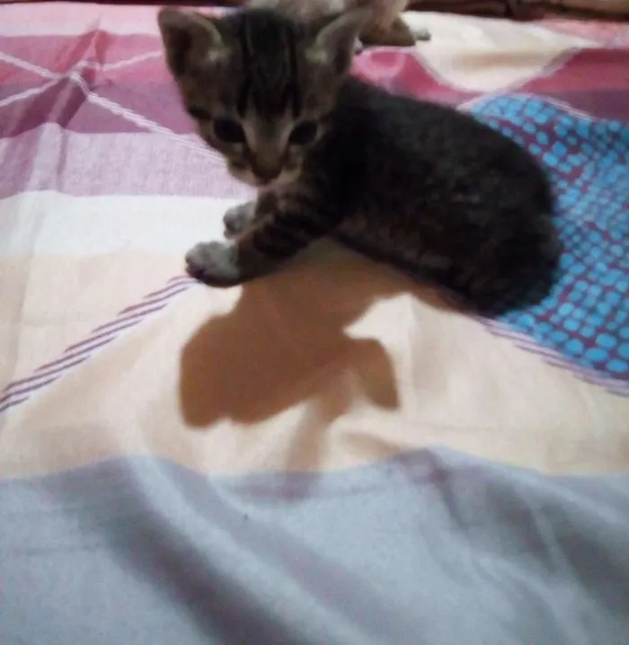 Gato ra a Tigrado idade 2 a 6 meses nome Tiger