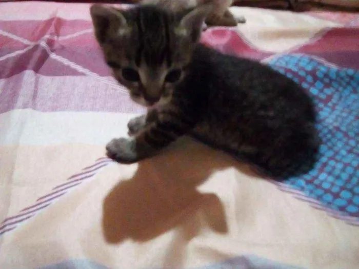 Gato ra a Tigrado idade 2 a 6 meses nome Tiger