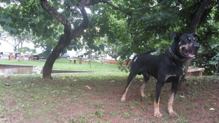 Cachorro ra a SRD idade 3 anos nome Gabriel