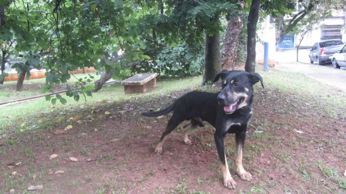 Cachorro ra a SRD idade 3 anos nome Gabriel