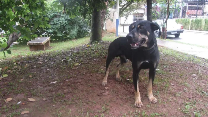 Cachorro ra a SRD idade 3 anos nome Gabriel