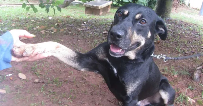 Cachorro ra a SRD idade 3 anos nome Gabriel