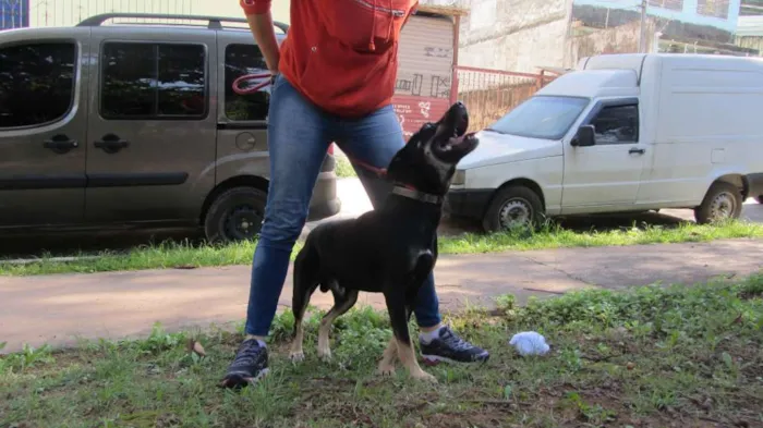 Cachorro ra a SRD idade 3 anos nome Gabriel