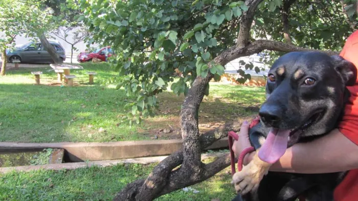 Cachorro ra a SRD idade 3 anos nome Gabriel