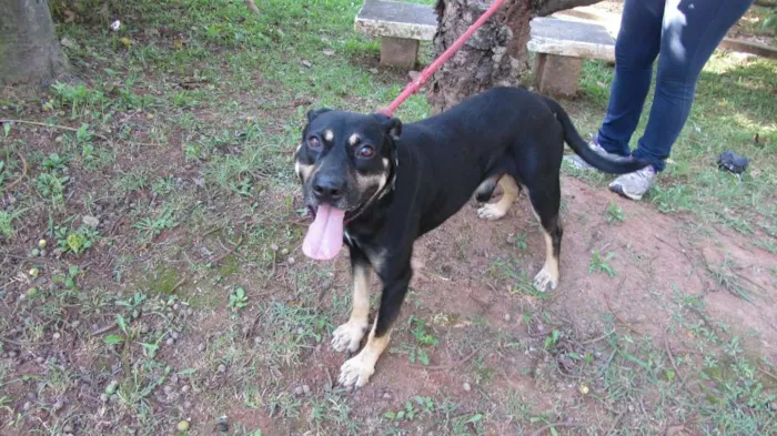 Cachorro ra a SRD idade 3 anos nome Gabriel