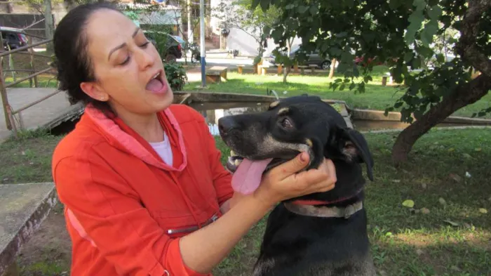 Cachorro ra a SRD idade 3 anos nome Gabriel
