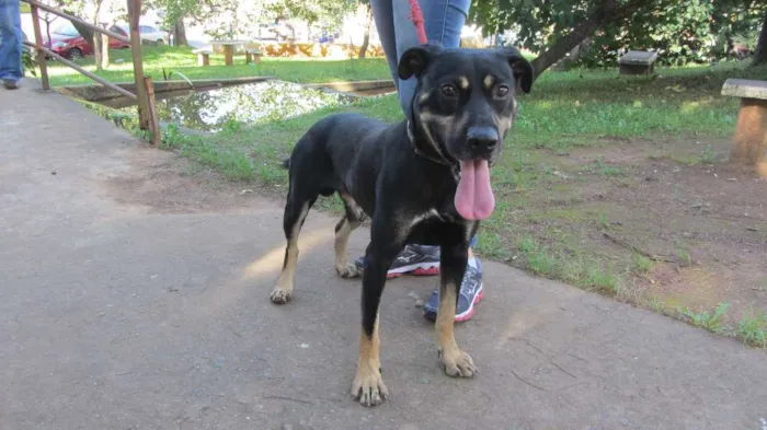 Cachorro ra a SRD idade 3 anos nome Gabriel