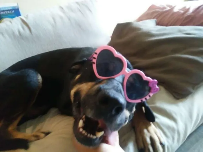 Cachorro ra a SRD idade 3 anos nome Gabriel