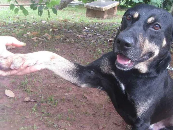 Cachorro ra a SRD idade 3 anos nome Gabriel