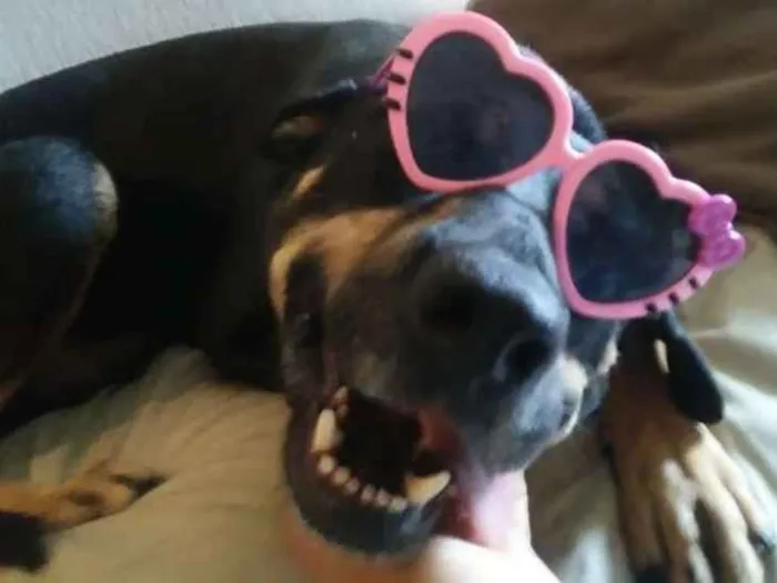 Cachorro ra a SRD idade 3 anos nome Gabriel