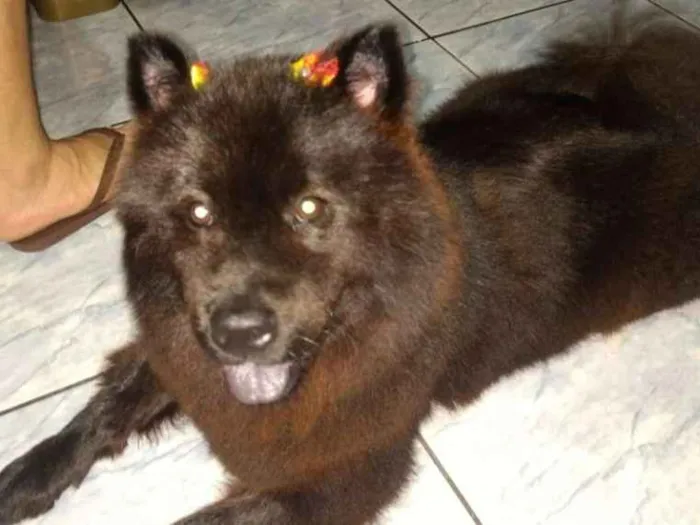 Cachorro ra a Chow Chow idade 5 anos nome Merida