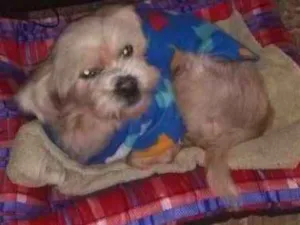 Cachorro raça Srd idade 3 anos nome Boby