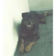 Apollo
