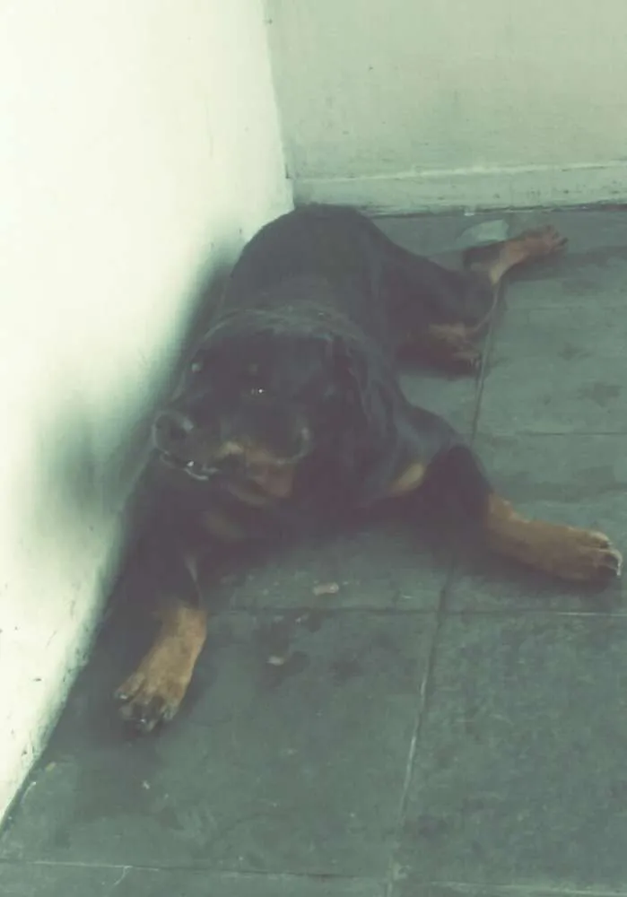 Cachorro ra a RottwIler idade 5 anos nome Apollo