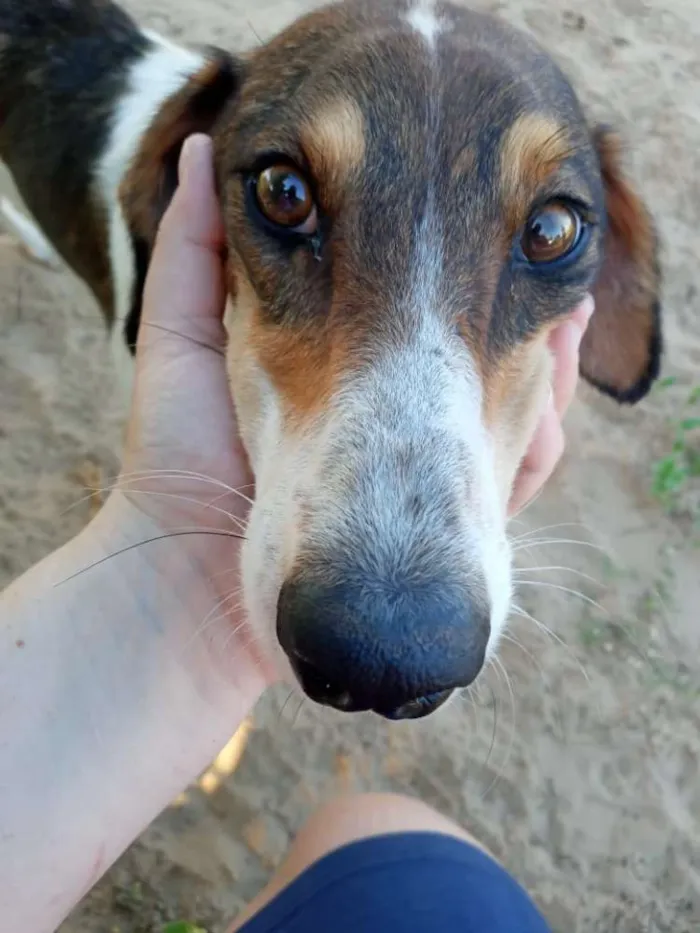 Cachorro ra a SRD idade 3 anos nome Lady