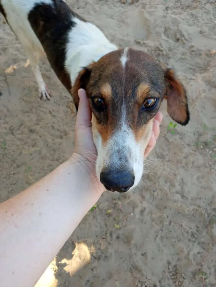 Cachorro ra a SRD idade 3 anos nome Lady