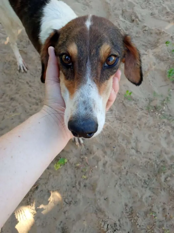 Cachorro ra a SRD idade 3 anos nome Lady