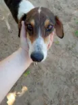 Lady