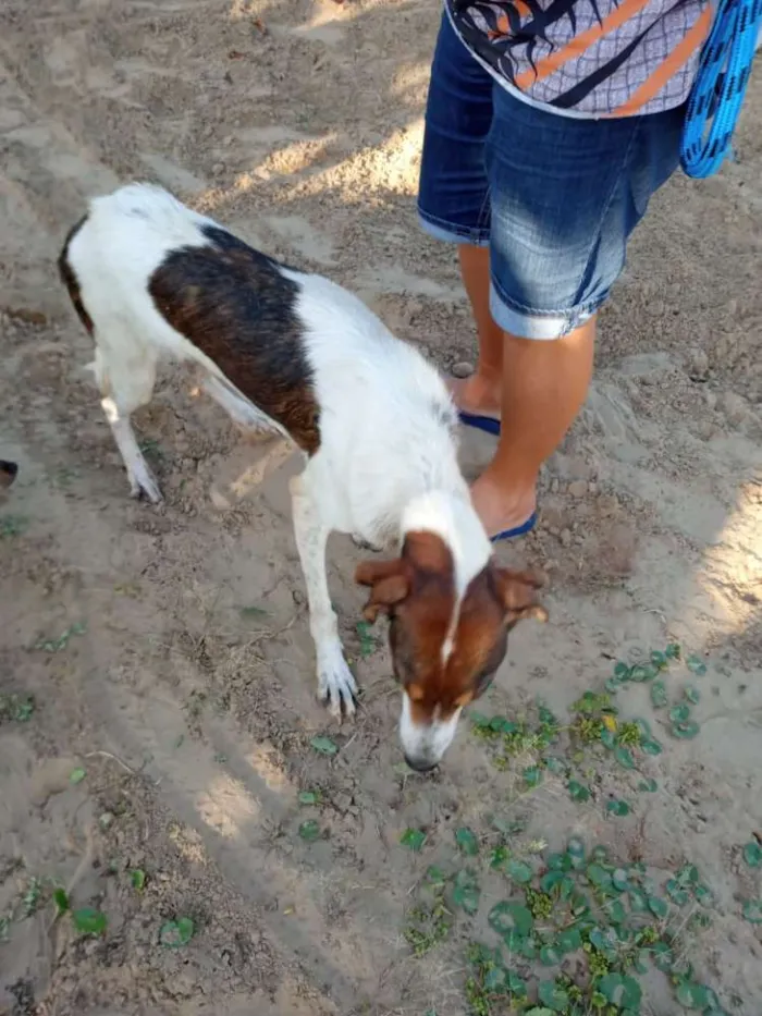 Cachorro ra a SRD idade 3 anos nome Lady