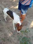 Lady