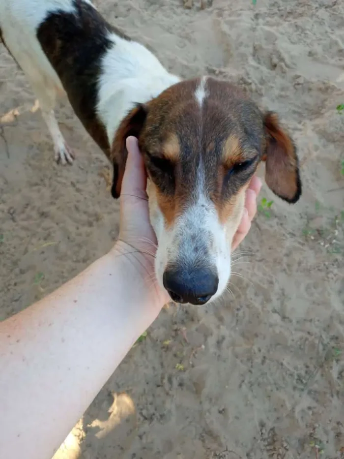 Cachorro ra a SRD idade 3 anos nome Lady