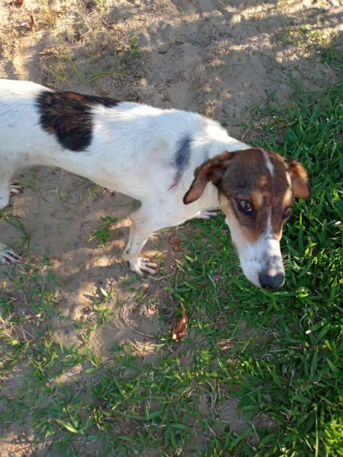 Cachorro ra a SRD idade 3 anos nome Lady