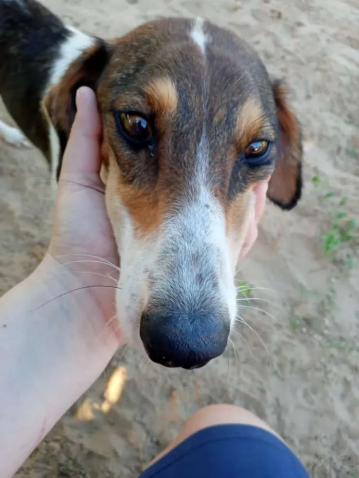Cachorro ra a SRD idade 3 anos nome Lady