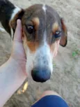 Lady