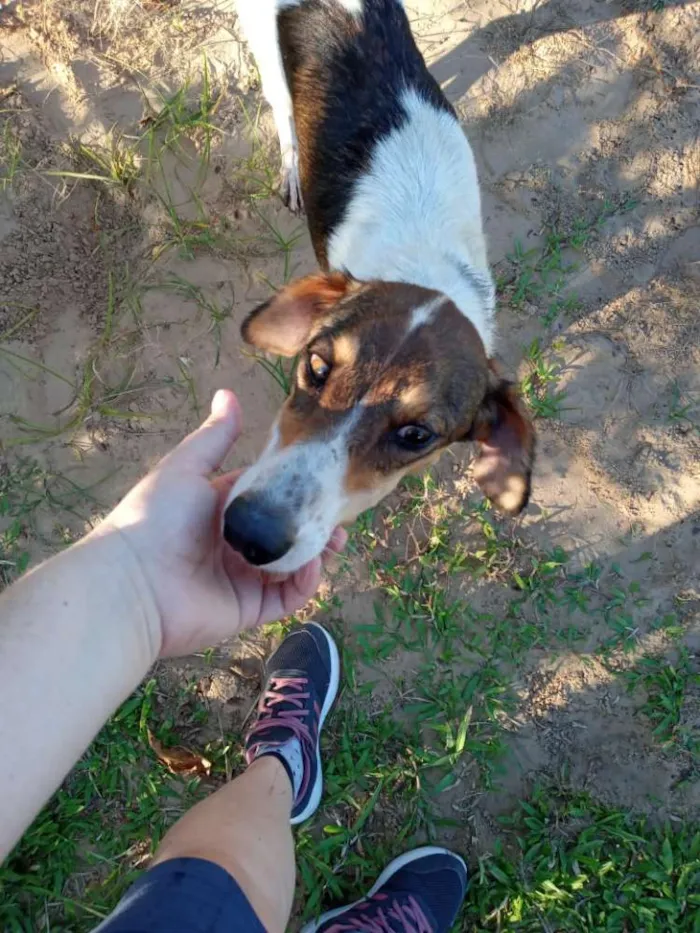 Cachorro ra a SRD idade 3 anos nome Lady
