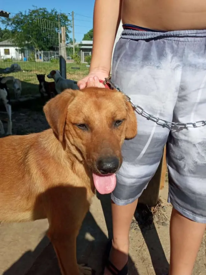 Cachorro ra a SRD idade 3 anos nome Bonachão