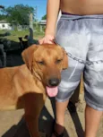 Bonachão
