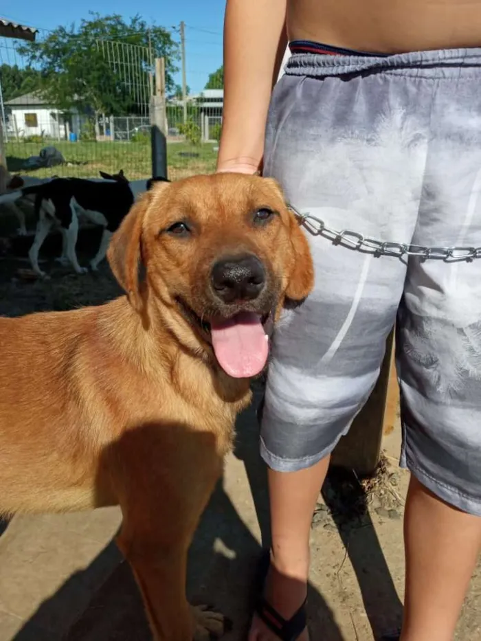 Cachorro ra a SRD idade 3 anos nome Bonachão
