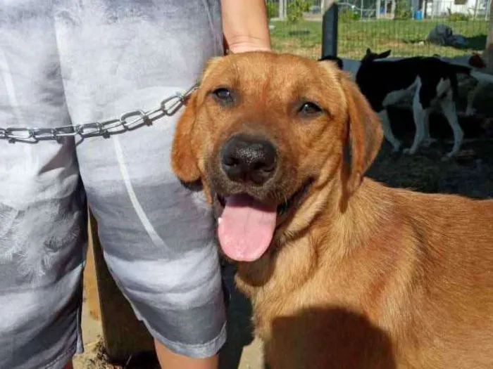 Cachorro ra a SRD idade 3 anos nome Bonachão