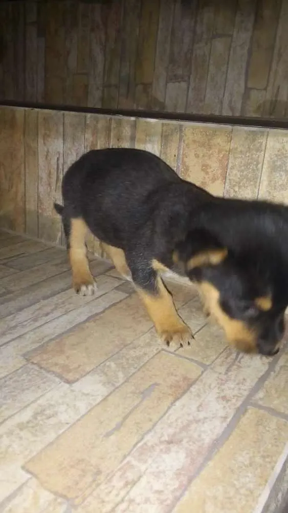 Gato ra a Daschund com vira lata  idade Abaixo de 2 meses nome Sem nome