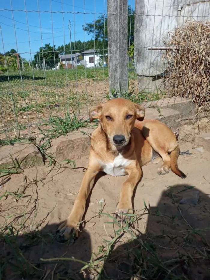 Cachorro ra a SRD idade 2 anos nome Margot