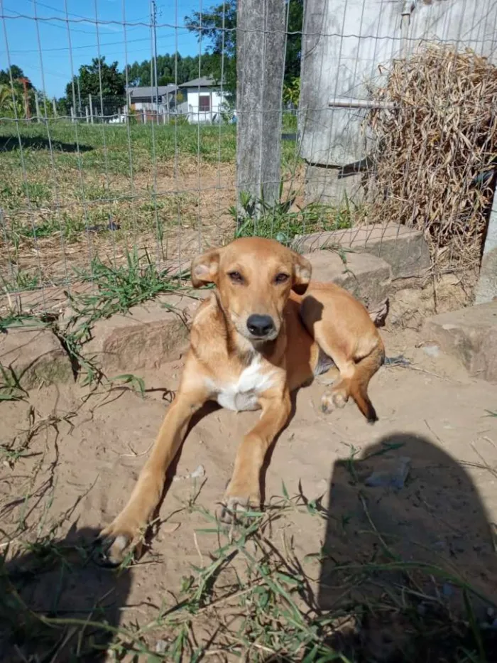 Cachorro ra a SRD idade 2 anos nome Margot
