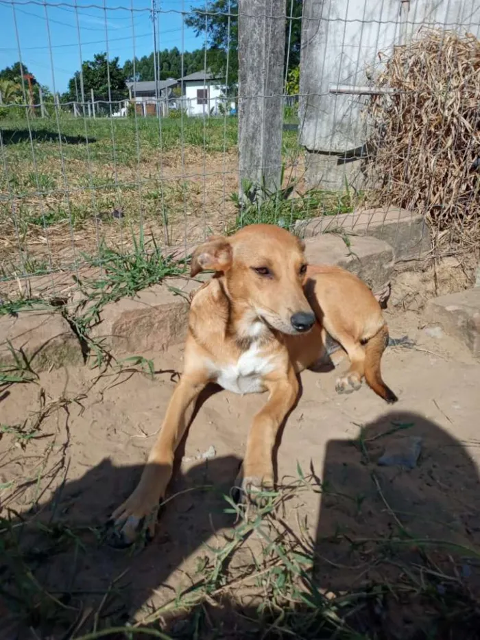 Cachorro ra a SRD idade 2 anos nome Margot