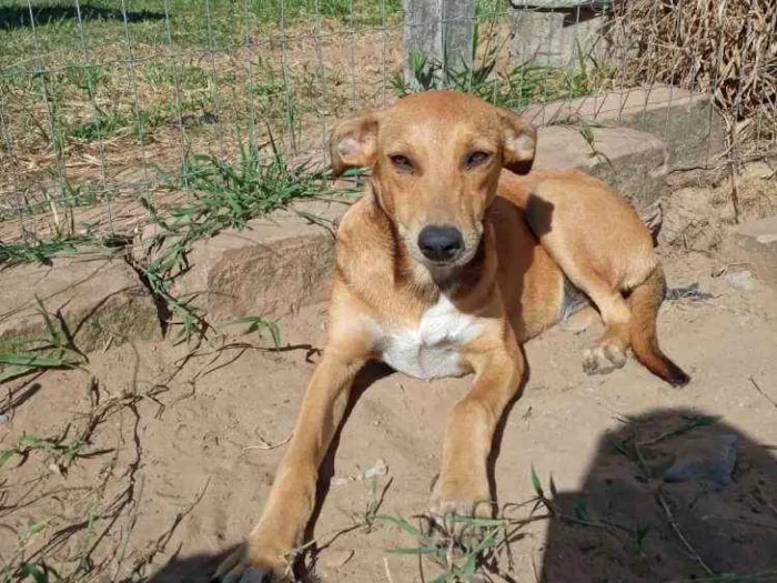 Cachorro ra a SRD idade 2 anos nome Margot