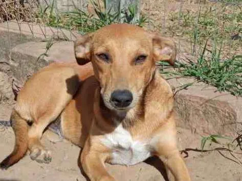 Cachorro ra a SRD idade 2 anos nome Margot