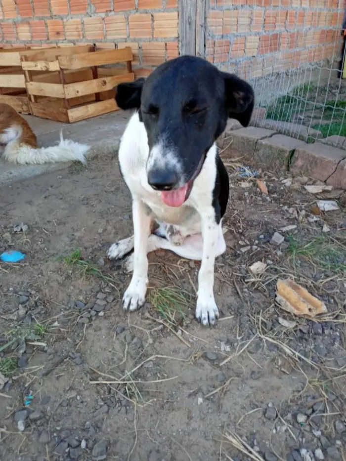 Cachorro ra a SRD idade 3 anos nome Sorriso