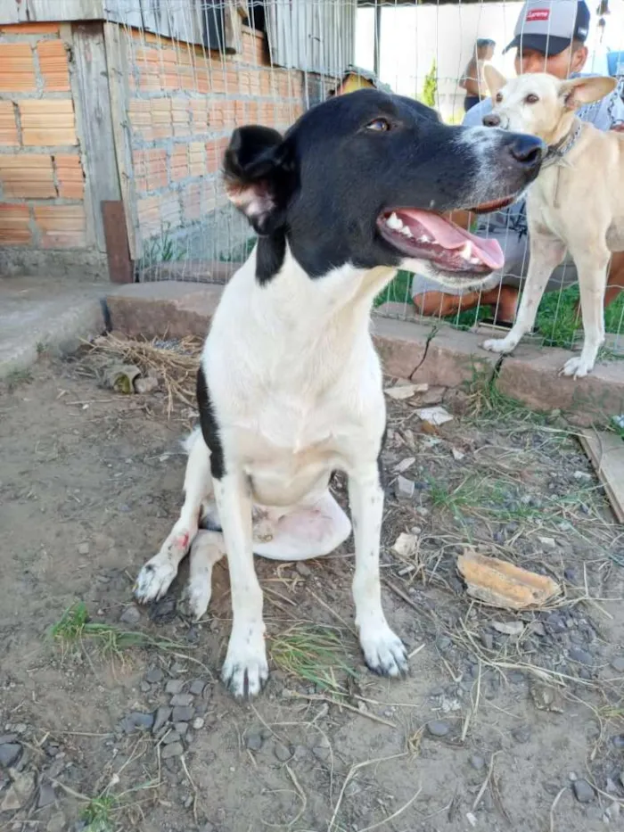 Cachorro ra a SRD idade 3 anos nome Sorriso