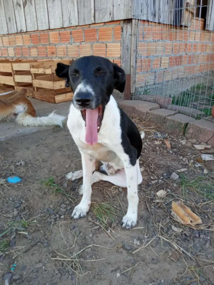 Cachorro ra a SRD idade 3 anos nome Sorriso