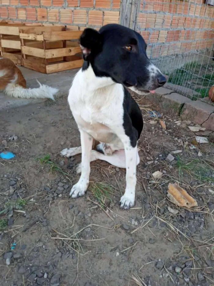Cachorro ra a SRD idade 3 anos nome Sorriso
