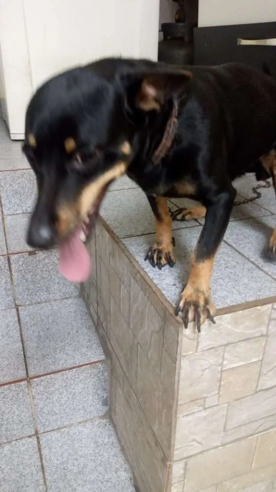 Cachorro ra a Misto de bassê com pinscher idade 1 ano nome Manu