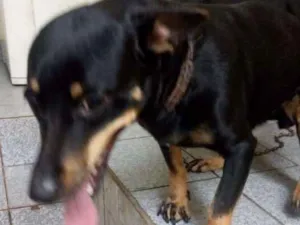 Cachorro raça Misto de bassê com pinscher idade 1 ano nome Manu