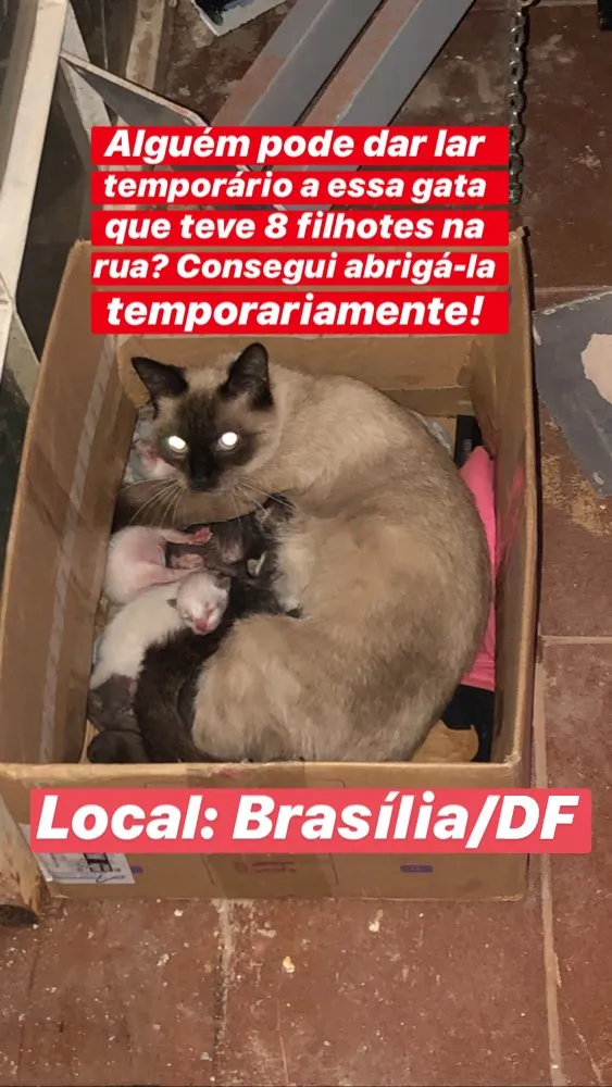 Gato ra a Siamês  idade 1 ano nome Mimi