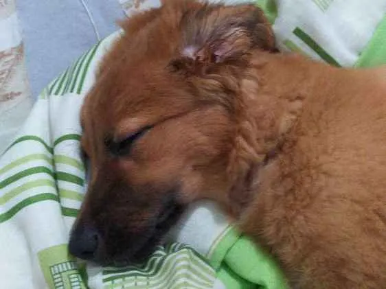 Cachorro ra a Mestiça com Golden idade 2 a 6 meses nome Luna 