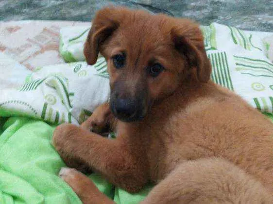 Cachorro ra a Mestiça com Golden idade 2 a 6 meses nome Luna 